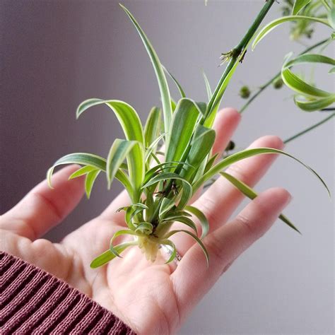 This medium helps aerate the soil, allowing your spiderettes to root much faster. Place the bag in an indirectly sunny spot, and wait for the plant to root. After rooting, remove the plant from the bag and plant it in a separate container. Water after planting, and then grow as you would a standard spider plant.